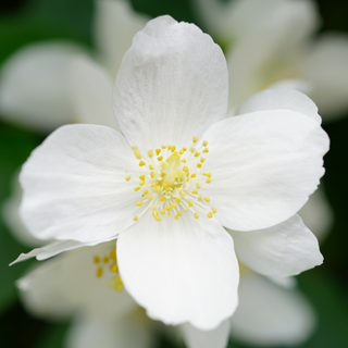 White jasmine flower